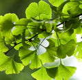 Ginkgo Biloba Extract